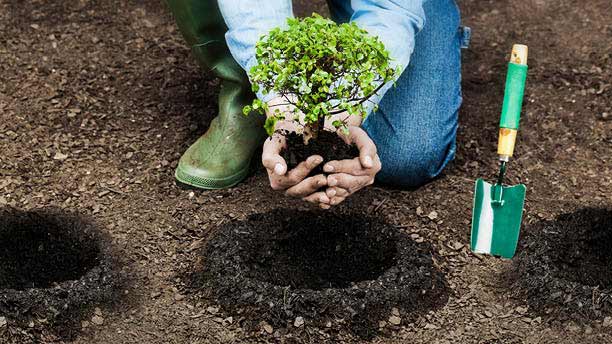 pessoa a plantar mini arvore